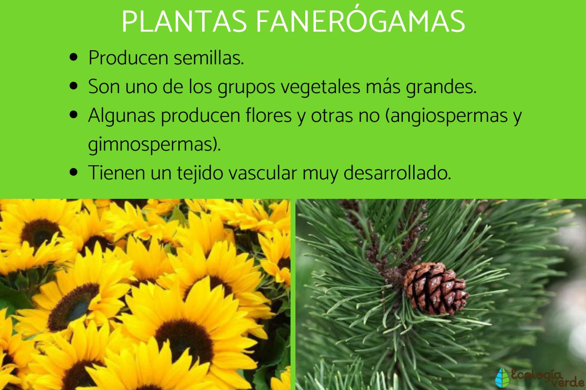 Caracteristicas de las plantas con flores