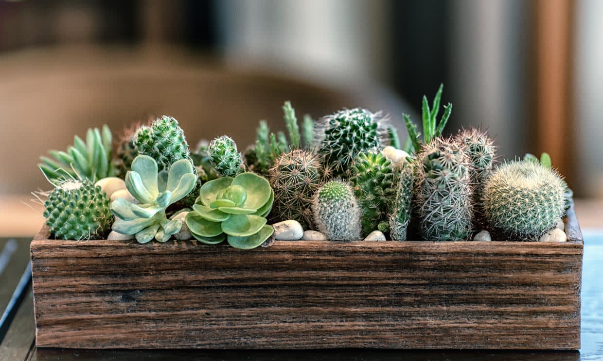 Como cultivar cactus para la suerte