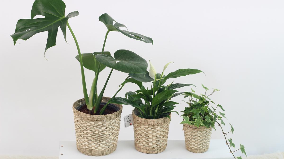 Cultiva algunas plantas de interior para la ocasion