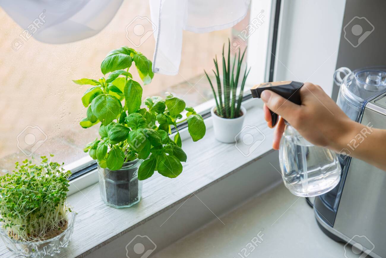 Cultiva hierbas en la ventana de la cocina