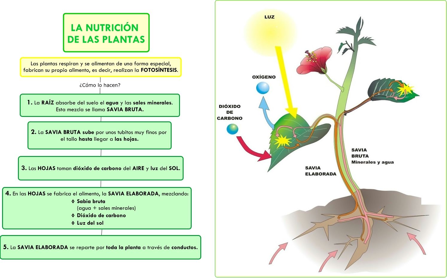 Nutricion de las plantas