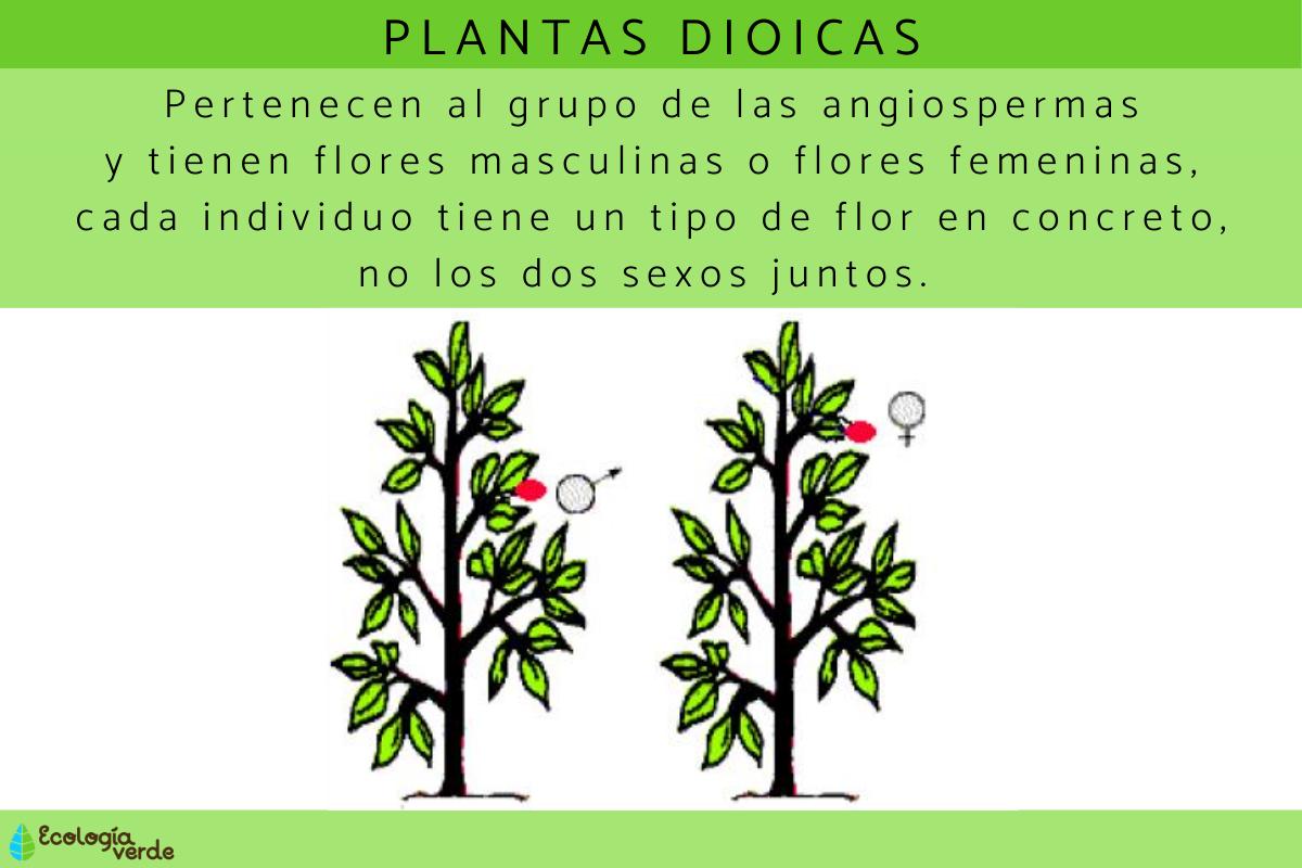 Plantas dioicas