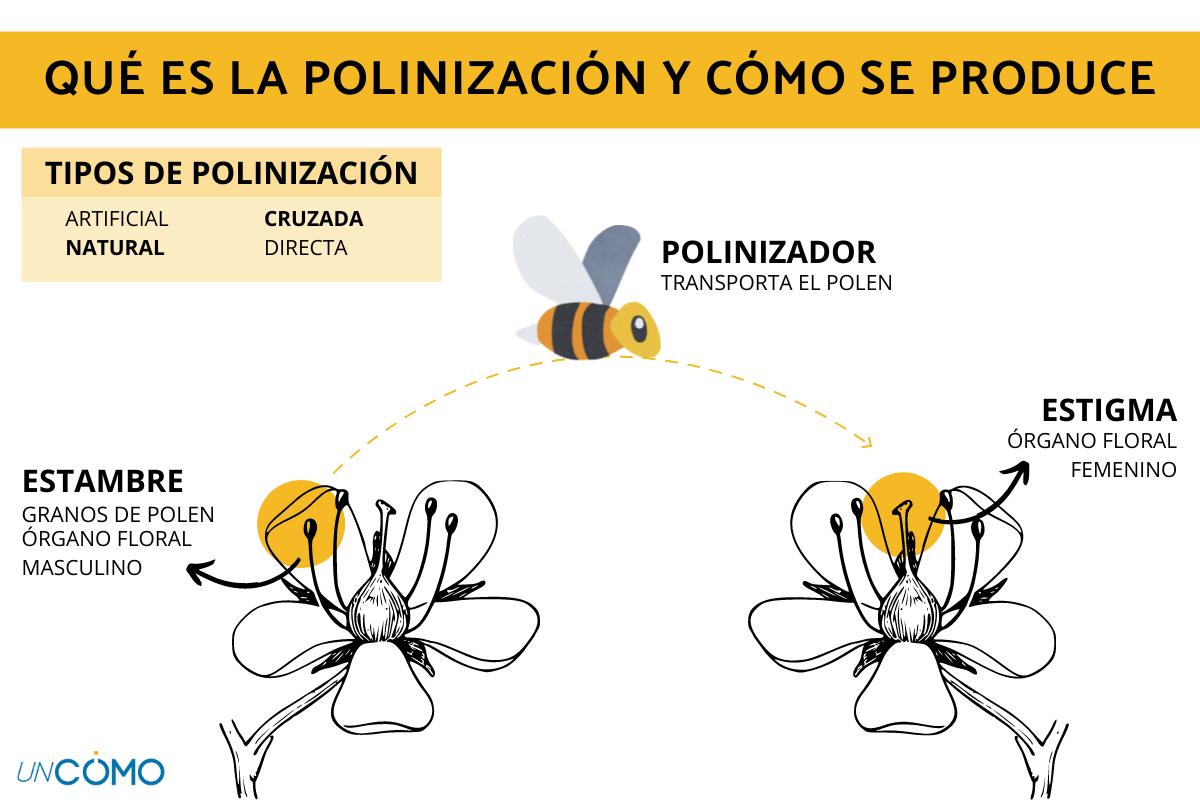 Por que las flores tienen diferentes tipos de polen