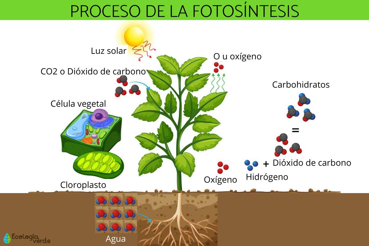 Procesos de fotosintesis y respiracion en las plantas