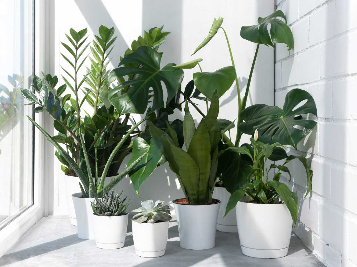 Ten plantas en tu casa